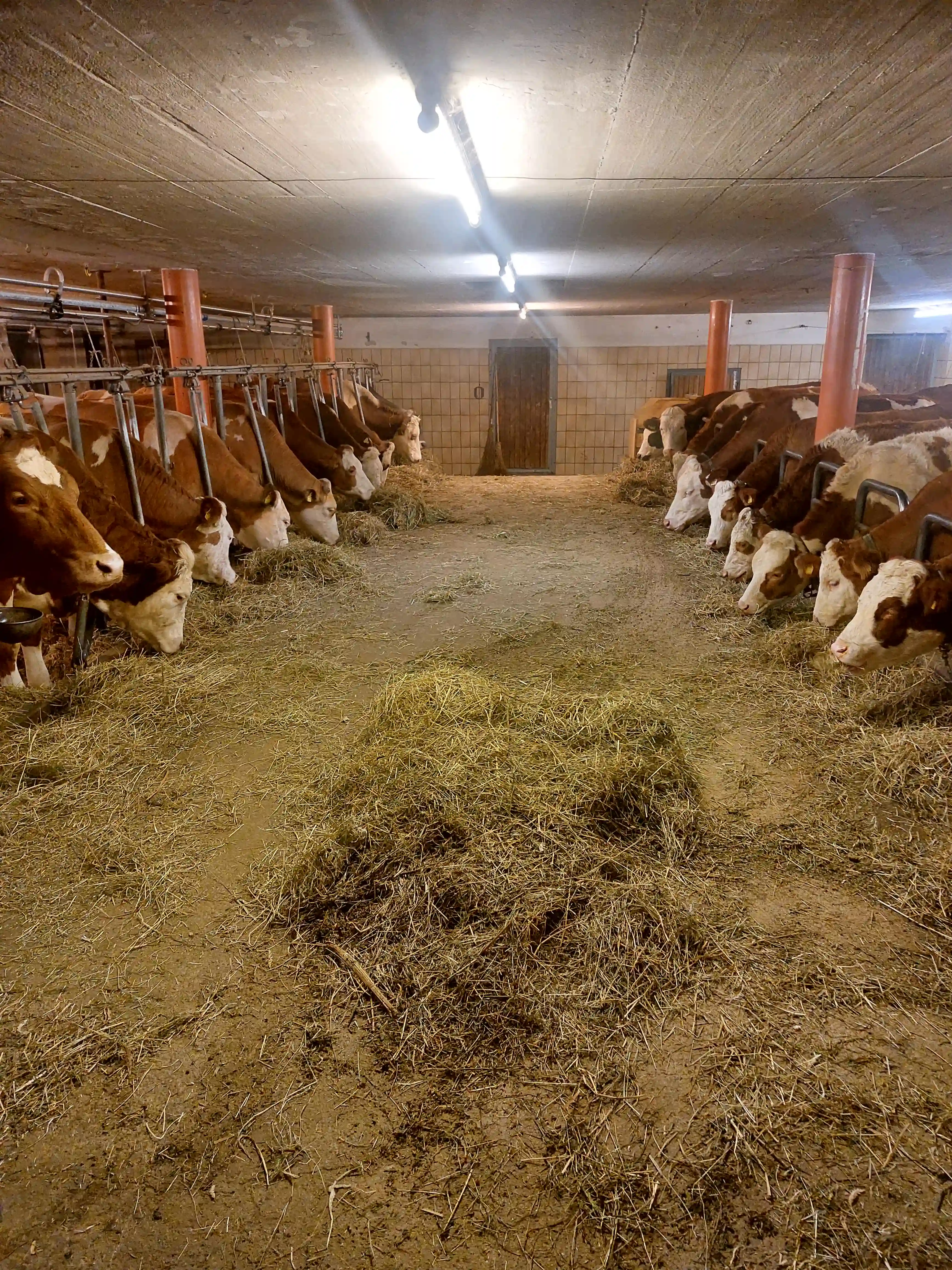 Appartement Rossalm - Skifahren